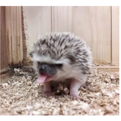 hedgehog hedgehog, curly igel, kleiner igel, zwerg igel, zwerg afrikanischer igel