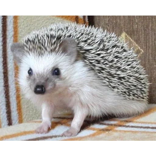 hedgehog est à la maison, hérisson nain, hérisson africain, hérisson nain africain, hérisson africain nain