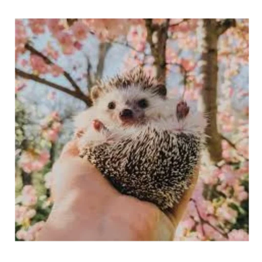 landak, hedgehog yang terhormat, landaknya lucu, hedgehog thorny, hedgehog cutie