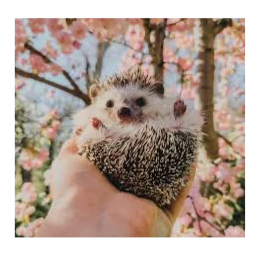 ouriços, caro ouriço, os ouriços são fofos, ouriço espinho, hedgehogs cutie