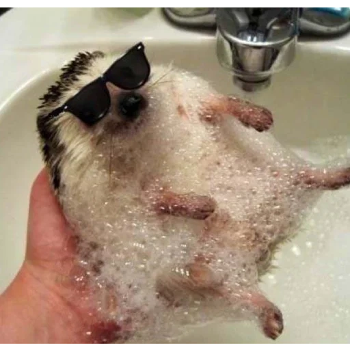 funny hedgehog, hedgehog shell, funny animals, funny hedgehogs in the pond, hedgehogs wash in the sink