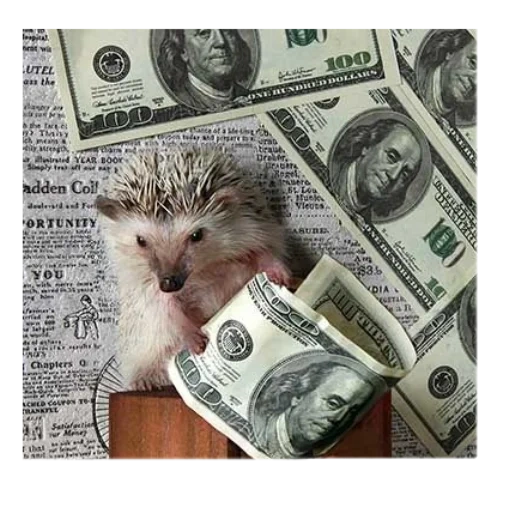 currency, money, a lovely animal, little hedgehog, a ridiculous animal