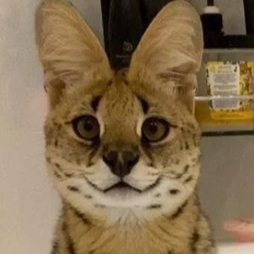 serval, kucing servala, sogga serval, serval a cat, serval karakal