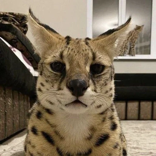 serval, cat serval, serval a cat, the breed of serval, homemade serval