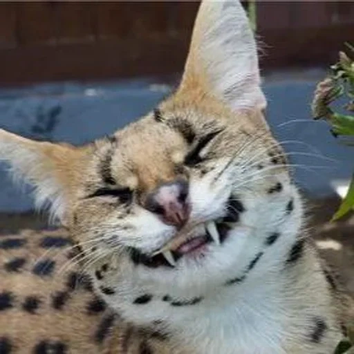 serval, serval um gato, gato lince suficiente, gato selvagem é suficiente, serval de gatos contra oblonimagens