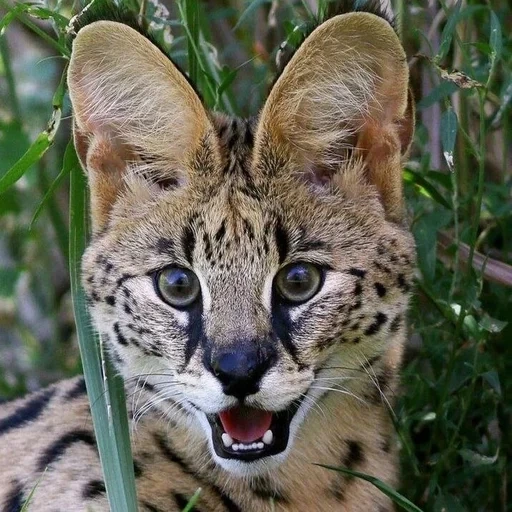 gato cerval, serval de gato, sufre de gato salvaje, gato de serval, serval de gato africano
