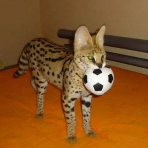 serval, serval a cat, serval kucing, suffal kucing liar, serval a home cat