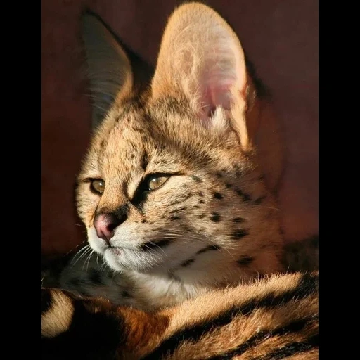 gato cerval, lince, serval un gato, sufre de gato salvaje, serval de gato oriental