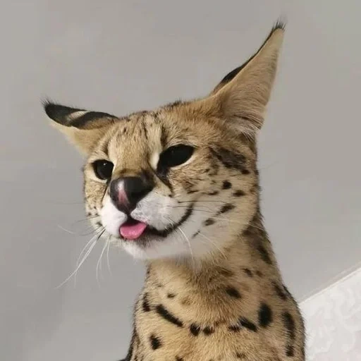 cat serval, serval sogga, serval a cat, the breed of serval, the breed of cats is suffal