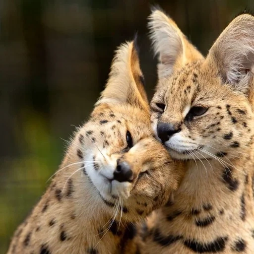celvar, die katze selval, der felsen von selval, die wildkatze serval, serval ashera savannah