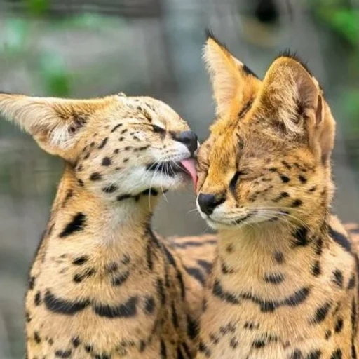 gato cerval, serval asher, serval un gato, sufre de gato salvaje, serval de gato africano