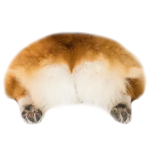 corgi popa, corgi dog popper, popular corgi white background