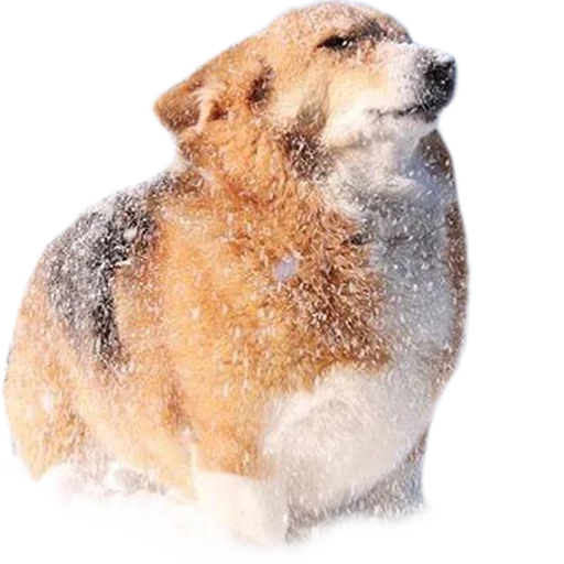 dog, animals, dogs in winter, dogs for adults, central asian shepherd dog