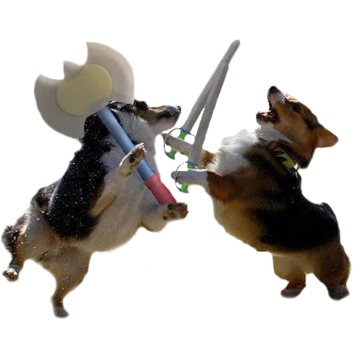 dog, corgi warrior, corgi submachine gun, rocken basil dog