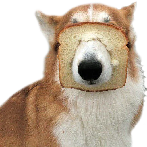 símbolo de expressão, chai yechuan, pão de cachorro, animal fofo