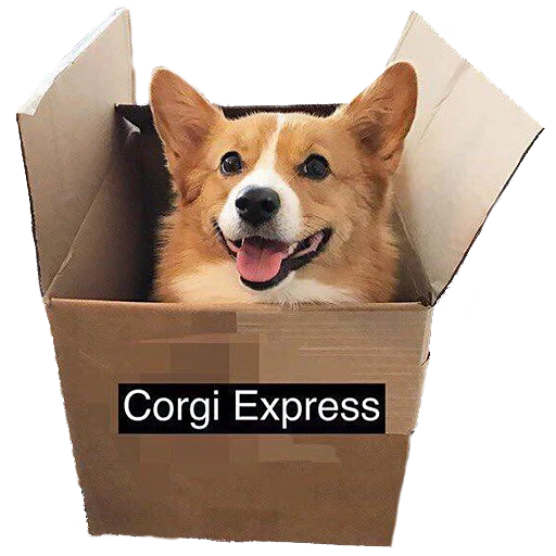 corgi, welsh corgi, corgi dog, welsh corgis, pembroke welsh corgi dog