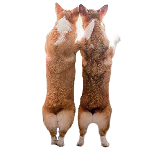 gato, popakki, pernas de vaca, coração de popakki