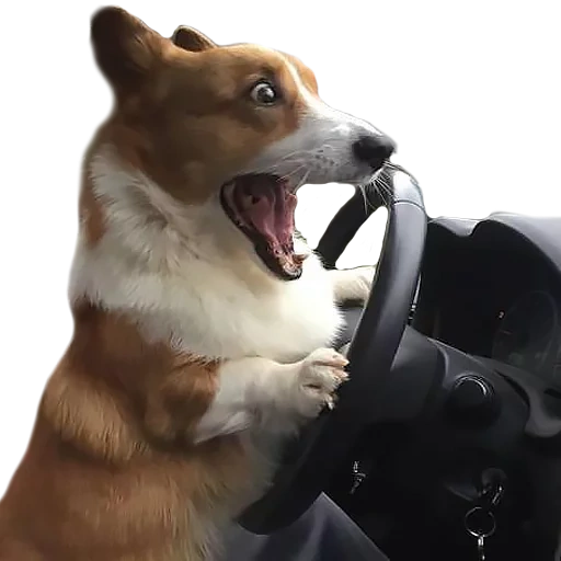 dog, robot dog, open a corgi dog, the dog is driving