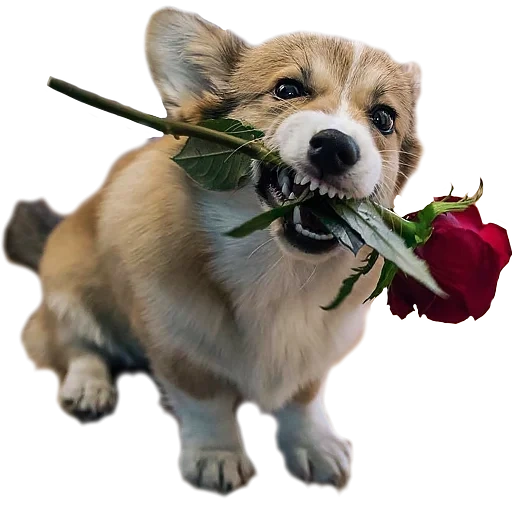 anak anjing dengan bunga, anjing itu karangan bunga, anjing itu bunga, pembroke velsh corgi, terima kasih atas bunga anjing