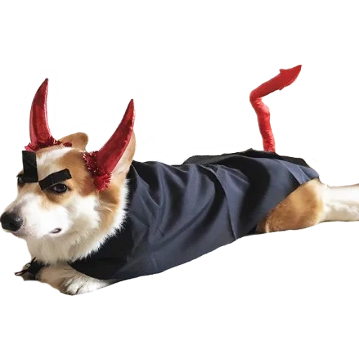 disfraz del diablo del perro, disfraz de perro de halloween, traje de perro drácula, disfraz de año nuevo del perro, corgi corgi korgi kombinyson