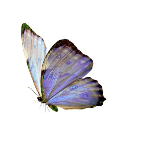 бабочка синяя, голубая бабочка, эти опавшие листья, голубая прозрачная бабочка, эстетичные бабочки прозрачном фоне