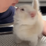 кролик, кролик карликовый, очень милый кролик, декоративный кролик, декоративный кролик белый