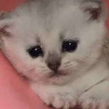 totoro kitten, english chinchilla, silver chinchilla, kitten silver totoro, british chinchilla silver tick