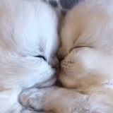 gatto, un bel sigillo, kitty carino, due foche adorabili