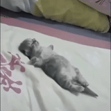 anjing laut, kucing, anak kucing yang sedang tidur, mainan tidur yang sangat lelah, anak kucing yang menawan