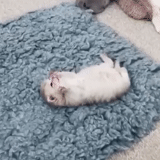 cat, cute hamster, animals are cute, funny animals, pets