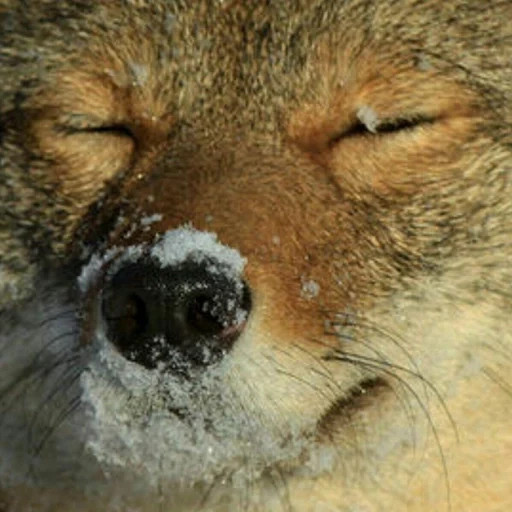 fox, fox, animal, el zorro se durmió, momo zorro tibetano