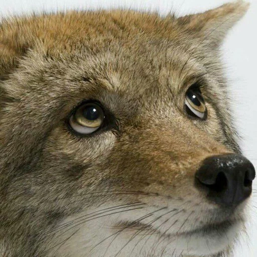 loup, loup rouge, coyote, animal de loup, chacal l'animal