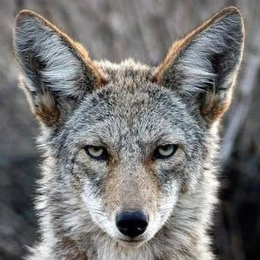 coiote, lobo cinza, wolf é selvagem, coiote um animal, canis latrans meadow wolf