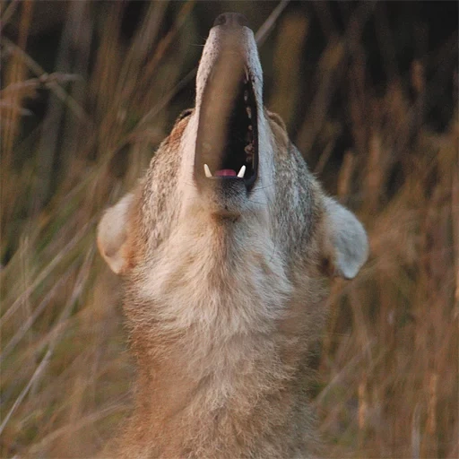 coyote aullando, lobo aullando, jack skinner, jesucristo, animales coyote salvajes