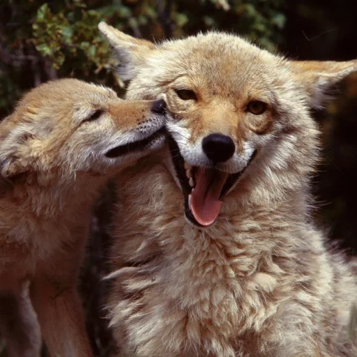 койот, coyote, джек скиннер, волк волчатами, лиса волк койот