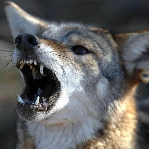 wajah serigala, serigala itu tertawa, perusahaan bobcat, mulut serigala terkikik, serigala coyote stepa
