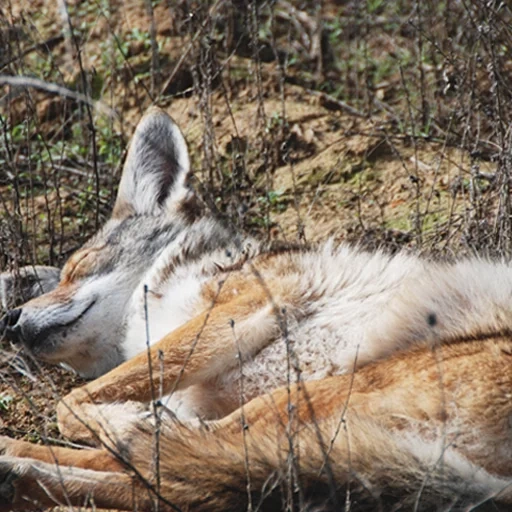 wolf, wölfe ti, verwundeter wolf, tier wolf, gewöhnlicher wolf