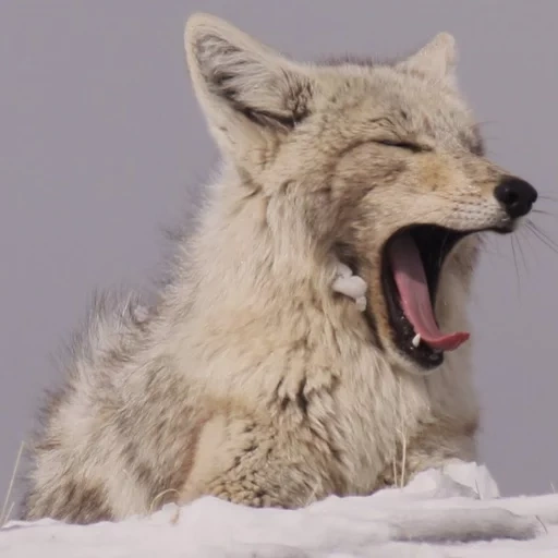 lobo salvaje, risa de lobo, jack skinner, lobo polar, lobo ártico