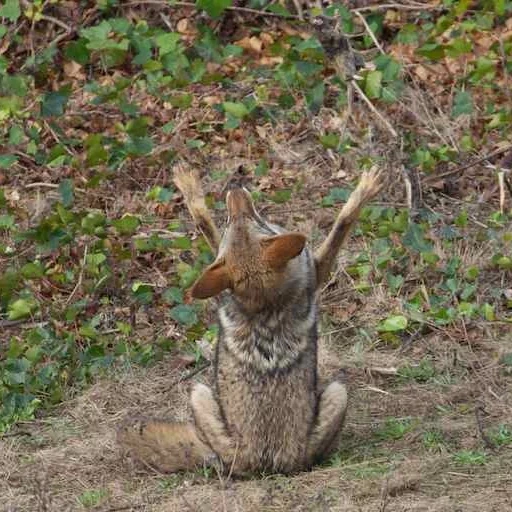 chat, animaux mignons, j'ai 9 mèmes demain, les animaux les plus mignons, fox kuzu montre à quel point il est grand