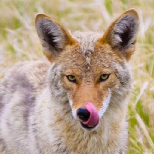 loup, koyot wolf, coyot souriait, koyot vs wolf, chacal l'animal