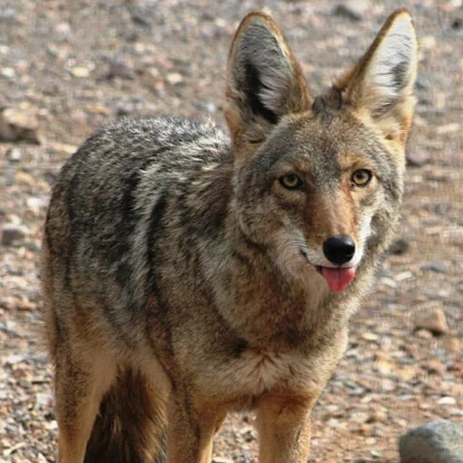 coiote, chacal, koyot wolf, coyot caseiro, um chacal comum