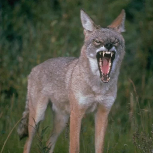 coiote, chacal, lobo mau, wolf jackal, o lobo está balançando