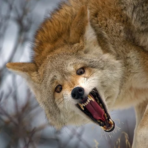 serigala jahat, serigala liar, tertawa serigala, serigala terkekeh, serigala merah tertawa