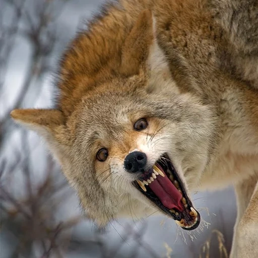 méchant loup, le loup est sauvage, emballé un loup, le loup se balance, le loup en atelier rouge souriait