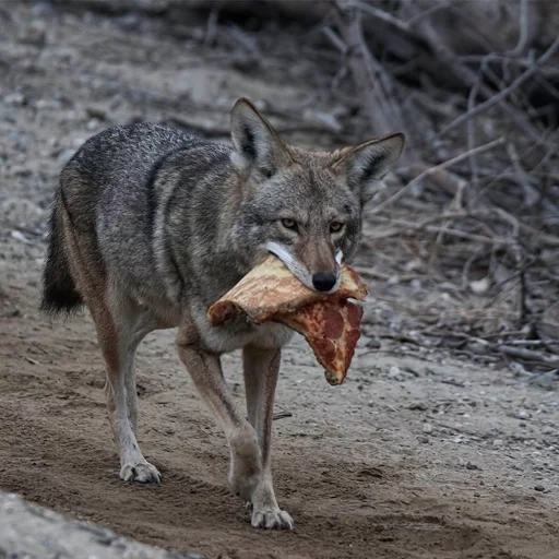 abu serigala, serigala liar, pemangsa serigala, mangsa serigala, grey wolf dog lupus