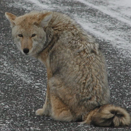 lupo, coyote, koyot cat, animale da lupo, il lupo della steppa è un animale