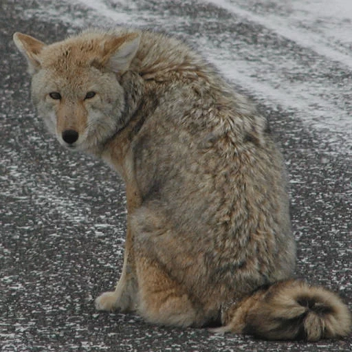 lobo, coiote, koyot cat, animal de lobo, o lobo da estepe é um animal