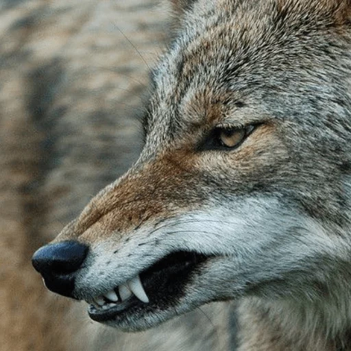 boys, name, hyena wolf, how many, sometimes you have to bite