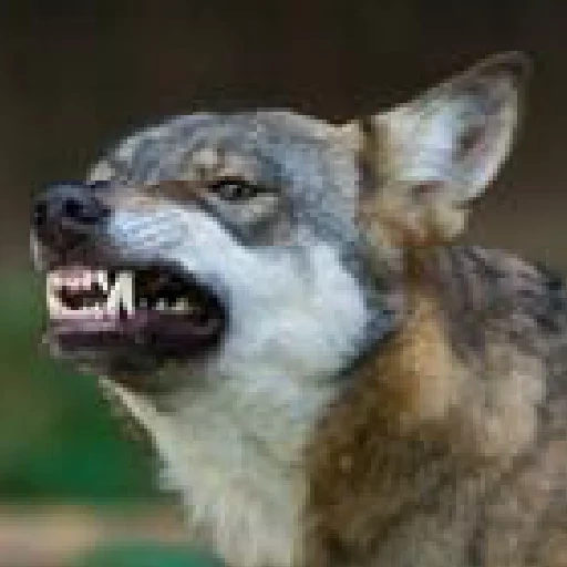 lupo, lupo cattivo, ha preso un lupo, wolf capture grin, la bocca del lupo stava sorridendo