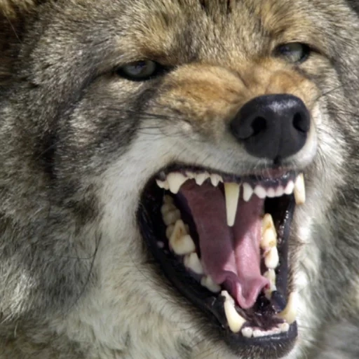 mauvais loup, le rire du loup, le loup rugissant, stas mikhailov, loup souriant